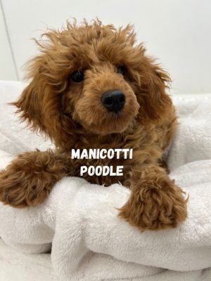 Manicotti Poodle