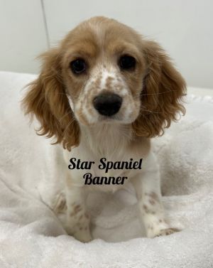 Star Spaniel Banner