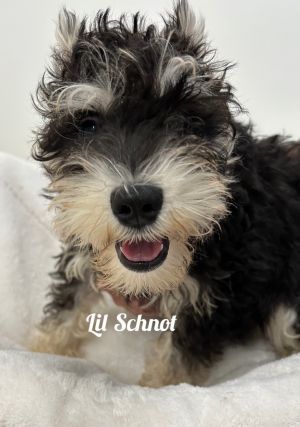 Lil Schnot