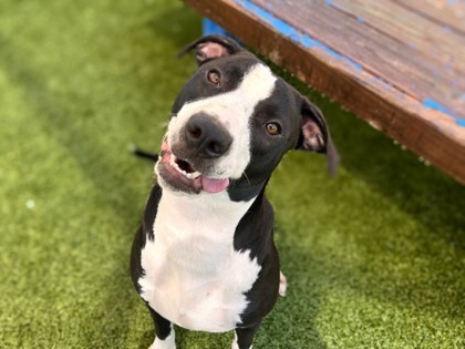 Nova