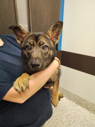Cailyn- ADOPTED