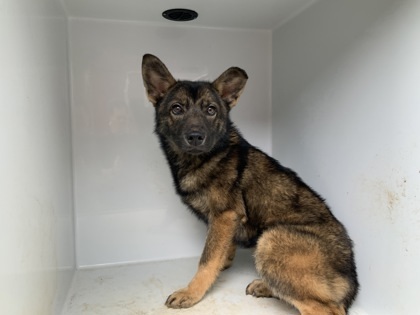 Cailyn- ADOPTED