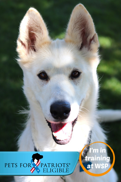 Madonna, an adoptable Mixed Breed in Walla Walla, WA, 99362 | Photo Image 1