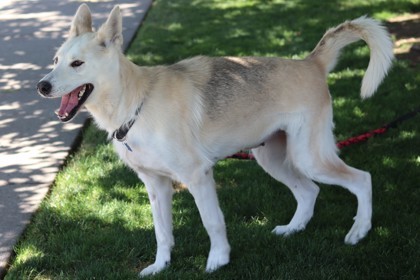 Madonna, an adoptable Mixed Breed in Walla Walla, WA, 99362 | Photo Image 2