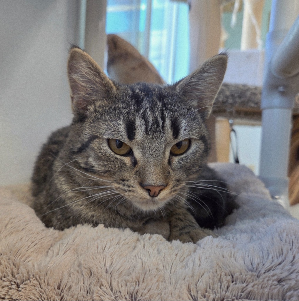 Durbin, an adoptable Domestic Short Hair in Gold Beach, OR, 97444 | Photo Image 1