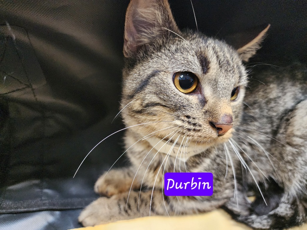 Durbin, an adoptable Domestic Short Hair in Gold Beach, OR, 97444 | Photo Image 2