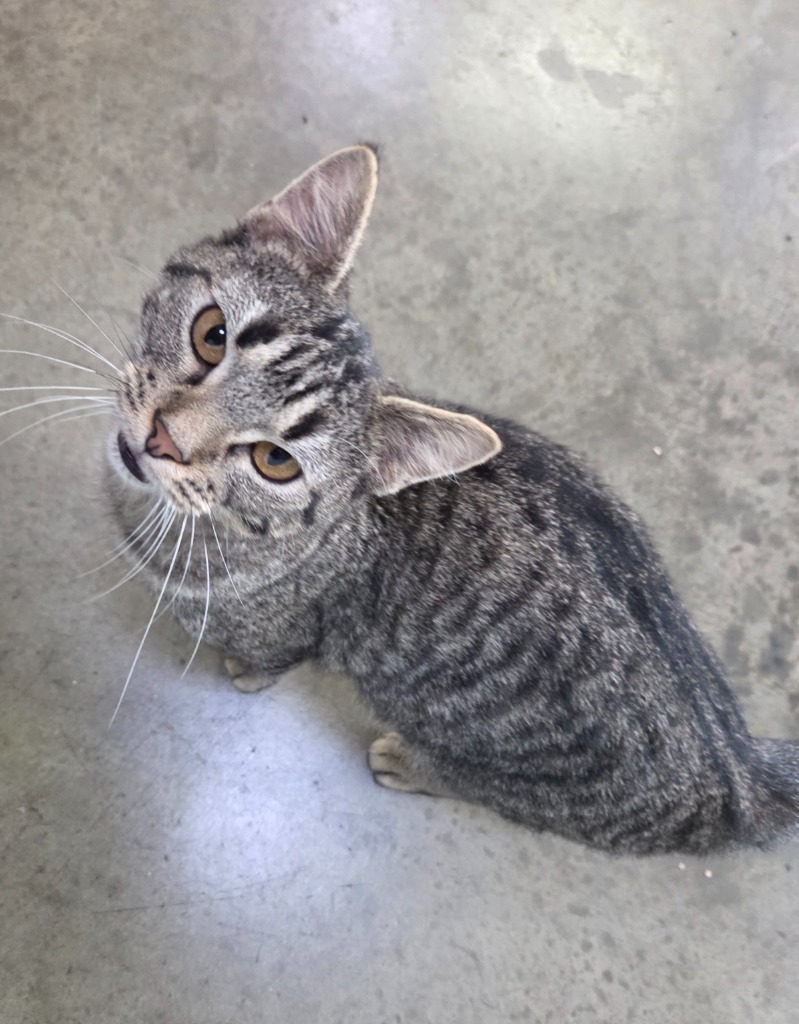 Durbin, an adoptable Domestic Short Hair in Gold Beach, OR, 97444 | Photo Image 3