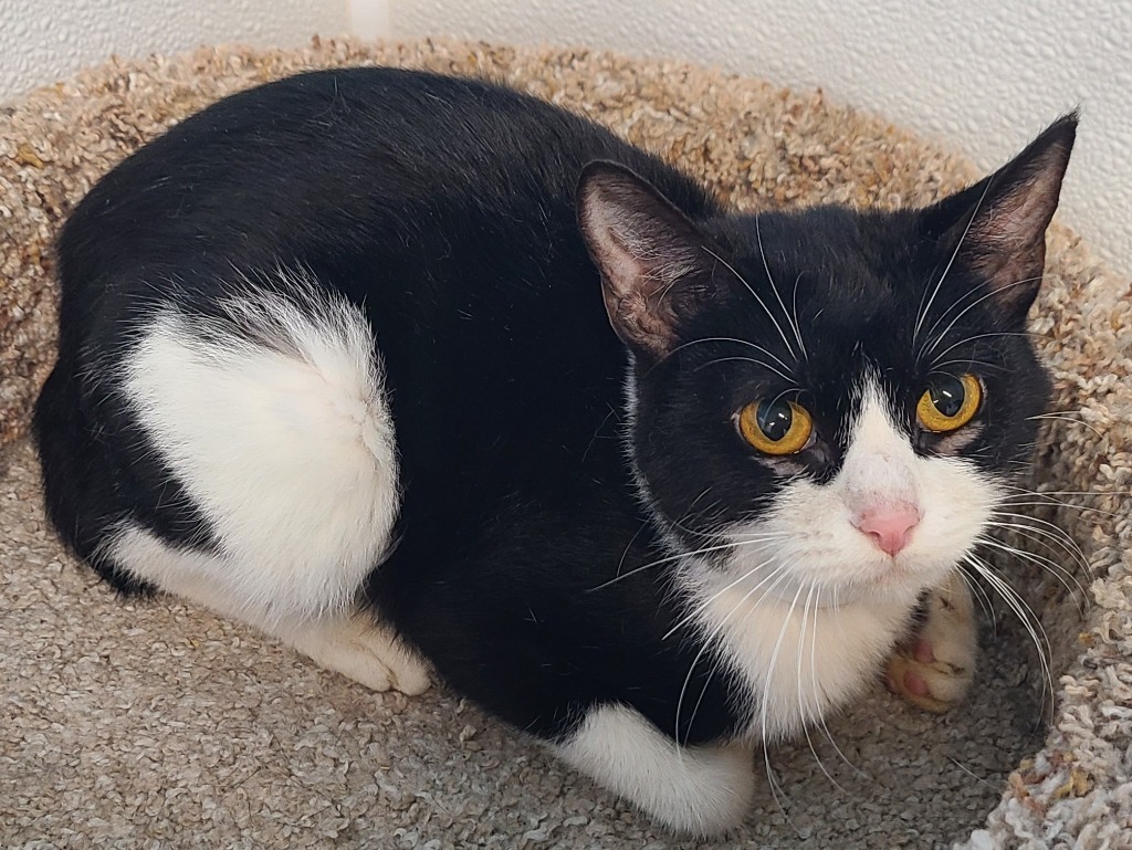 Zambia, an adoptable Domestic Short Hair in Gold Beach, OR, 97444 | Photo Image 1