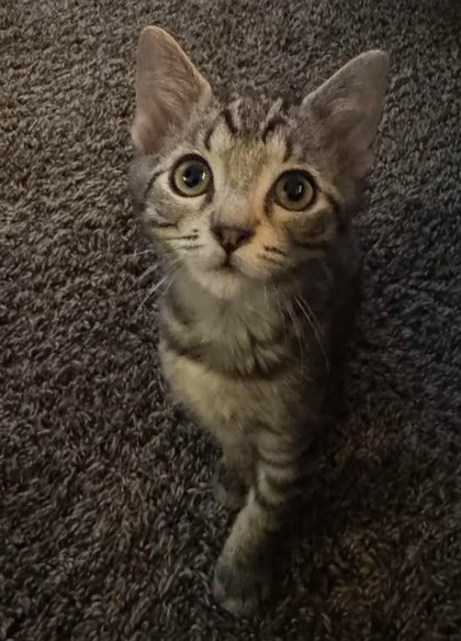 Pebble, an adoptable Domestic Short Hair in Pendleton, OR, 97801 | Photo Image 1