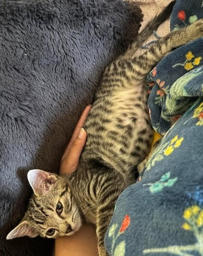 Pebble, an adoptable Domestic Short Hair in Pendleton, OR, 97801 | Photo Image 2