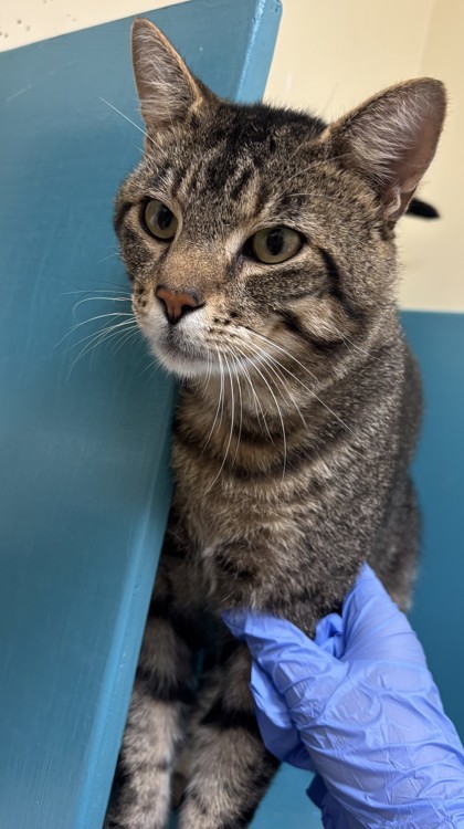 Woody, an adoptable Domestic Short Hair in Pendleton, OR, 97801 | Photo Image 1