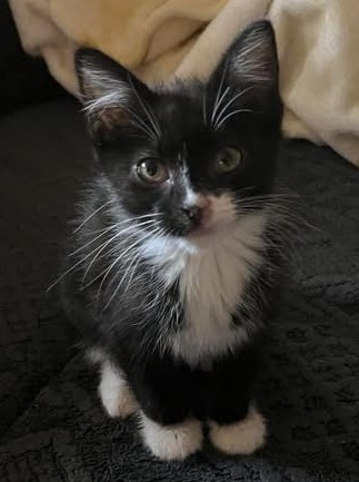 Korra, an adoptable Domestic Short Hair in Pendleton, OR, 97801 | Photo Image 1