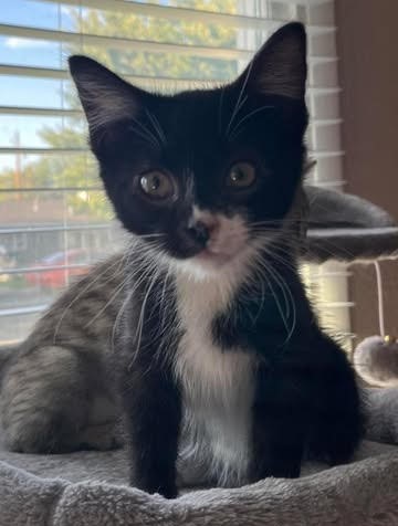 Korra, an adoptable Domestic Short Hair in Pendleton, OR, 97801 | Photo Image 2