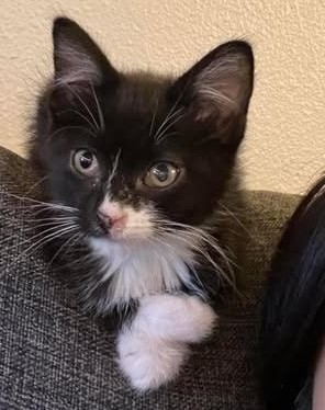 Korra, an adoptable Domestic Short Hair in Pendleton, OR, 97801 | Photo Image 3