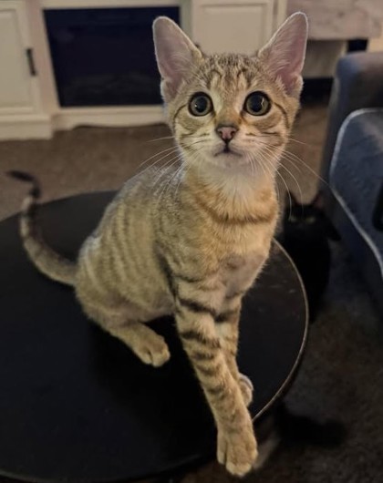 Honey, an adoptable Domestic Short Hair in Pendleton, OR, 97801 | Photo Image 1