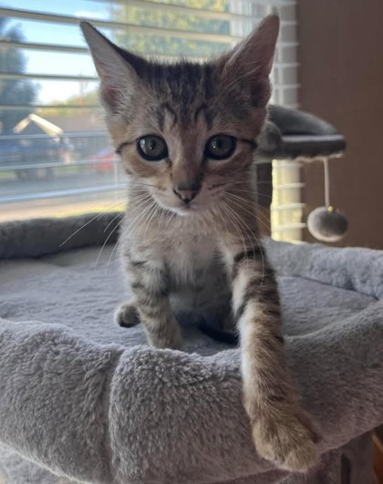 Honey, an adoptable Domestic Short Hair in Pendleton, OR, 97801 | Photo Image 2