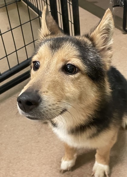 Sly, an adoptable Mixed Breed in Pendleton, OR, 97801 | Photo Image 1