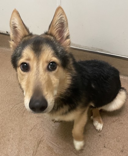 Sly, an adoptable Mixed Breed in Pendleton, OR, 97801 | Photo Image 2