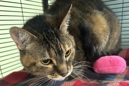 Nala, an adoptable Domestic Short Hair in Pendleton, OR, 97801 | Photo Image 1
