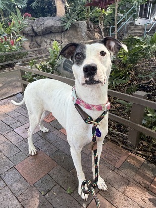 Sandy, an adoptable Pit Bull Terrier, Mixed Breed in Honolulu, HI, 96826 | Photo Image 1