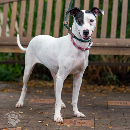 Sandy, an adoptable Pit Bull Terrier, Mixed Breed in Honolulu, HI, 96826 | Photo Image 1