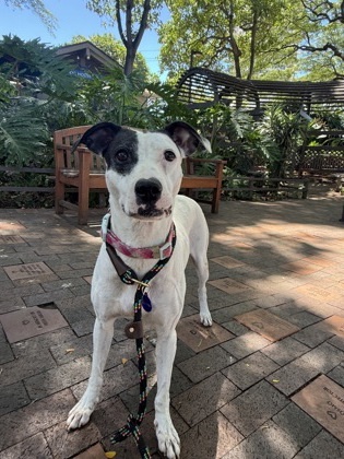 Sandy, an adoptable Pit Bull Terrier, Mixed Breed in Honolulu, HI, 96826 | Photo Image 2