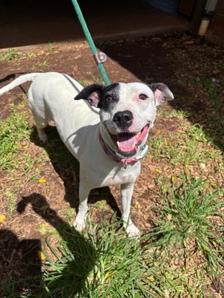 Sandy, an adoptable Pit Bull Terrier, Mixed Breed in Honolulu, HI, 96826 | Photo Image 3