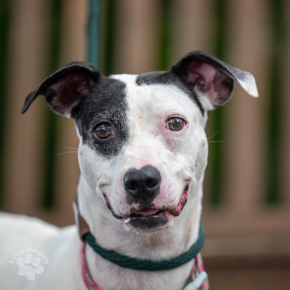Sandy, an adoptable Pit Bull Terrier, Mixed Breed in Honolulu, HI, 96826 | Photo Image 3