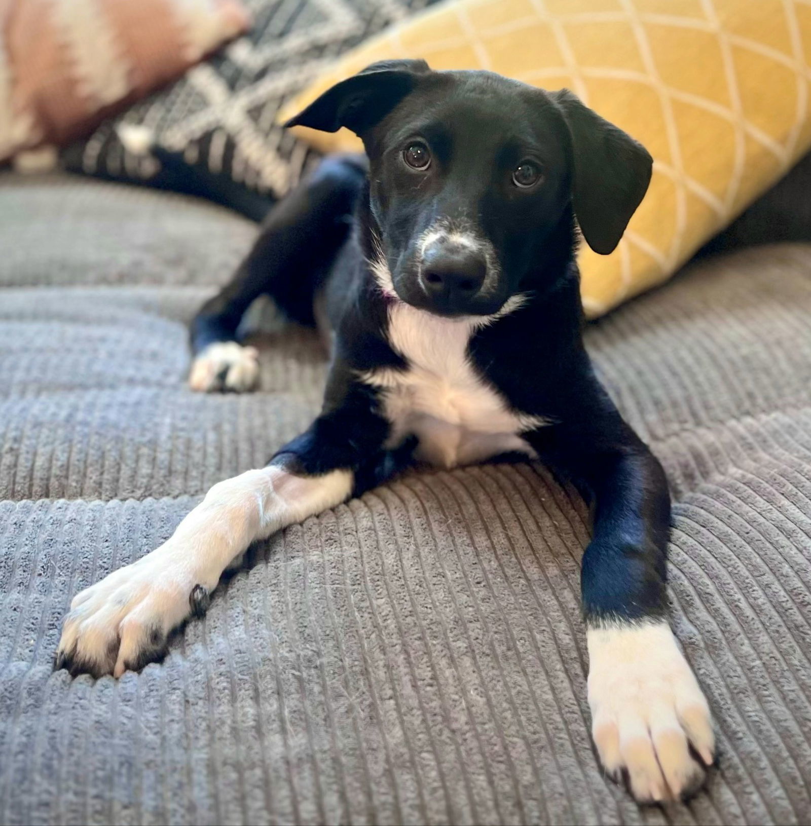 PUPPY JEWELS