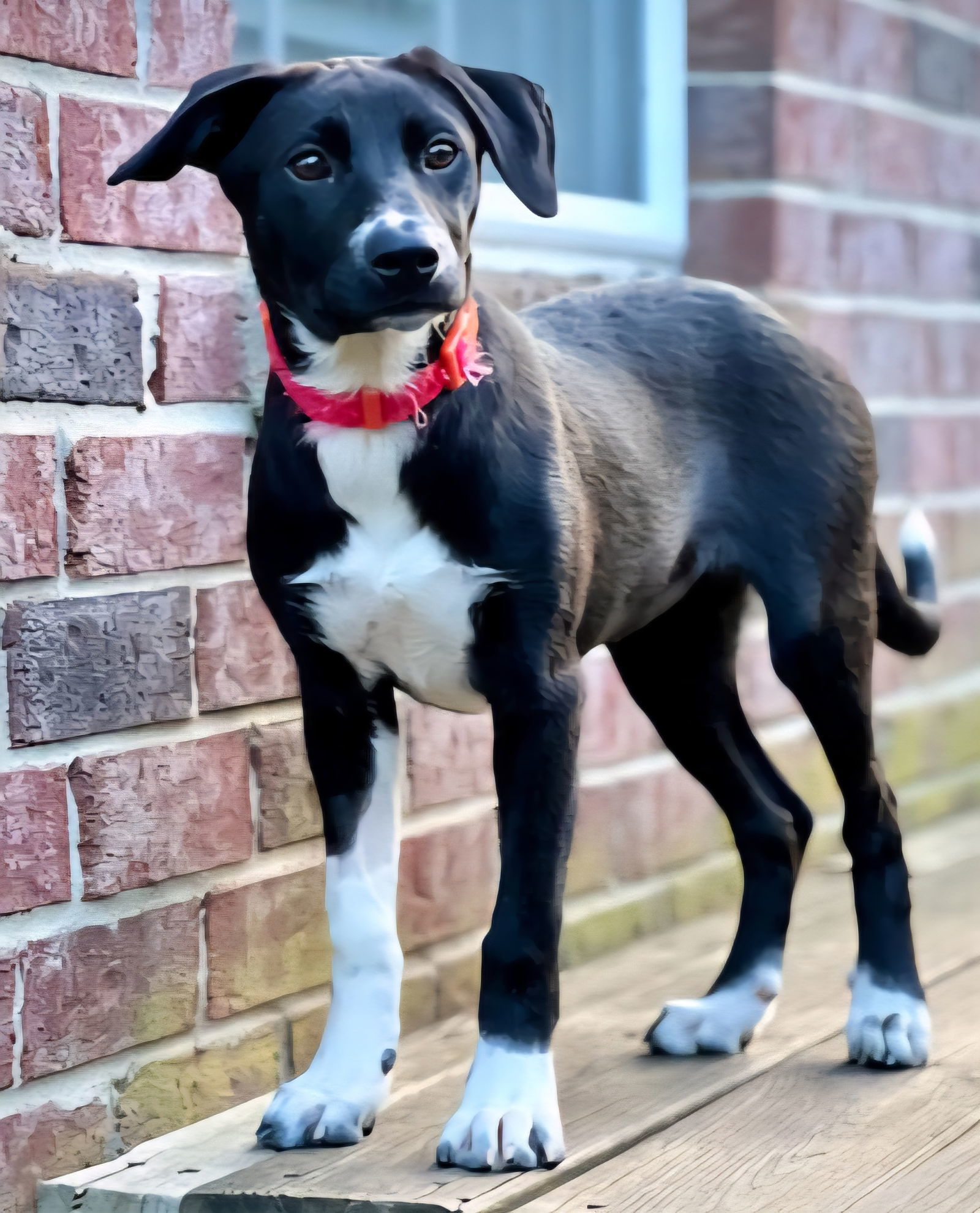 PUPPY JEWELS