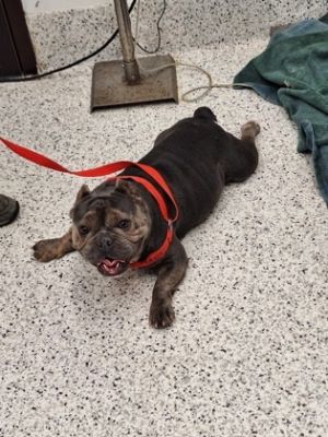 Eclair- ADOPTED