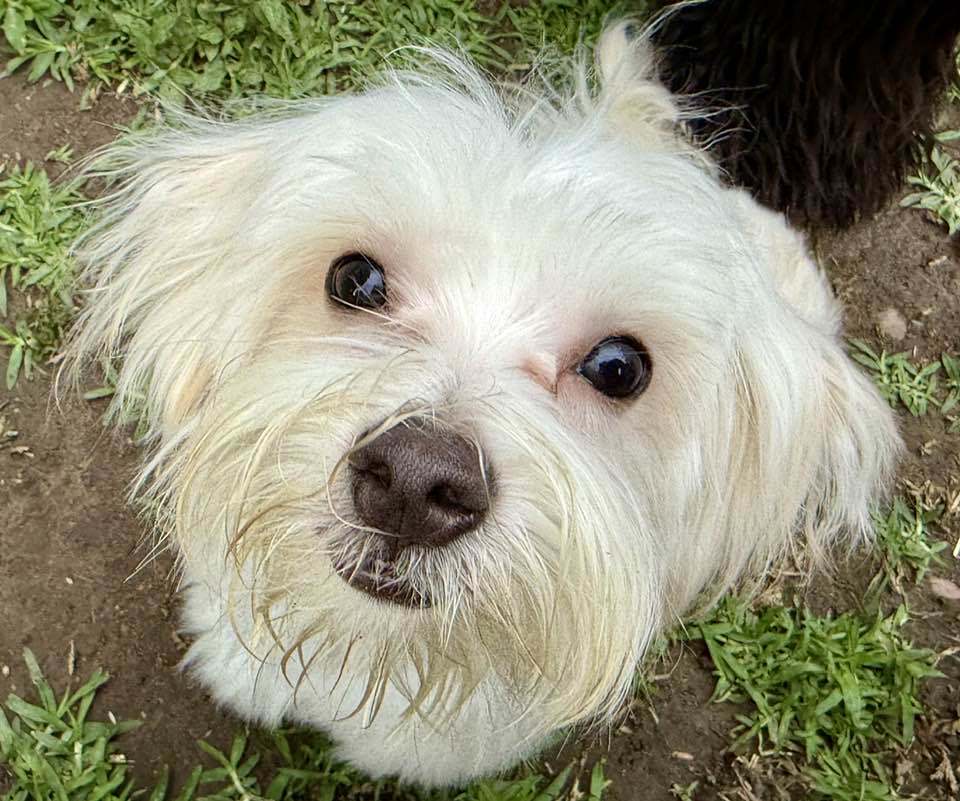 Vanilla Wafer "Flash"