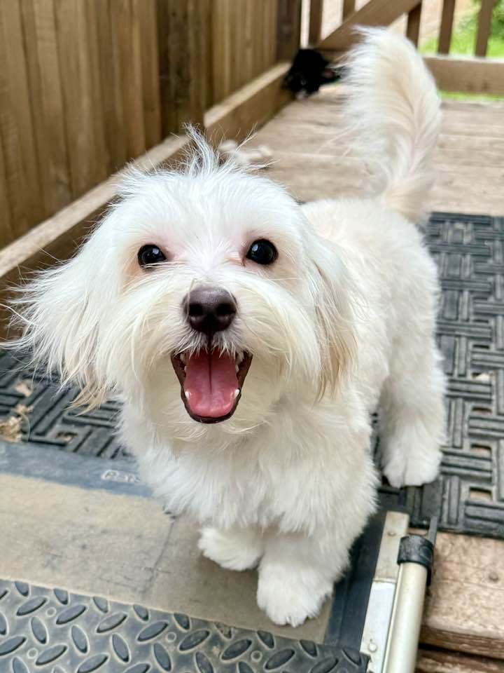 Vanilla Wafer "Flash"