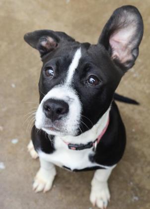 Maggie