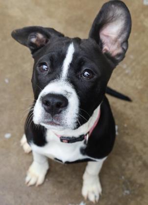 Maggie thumbnail 3
