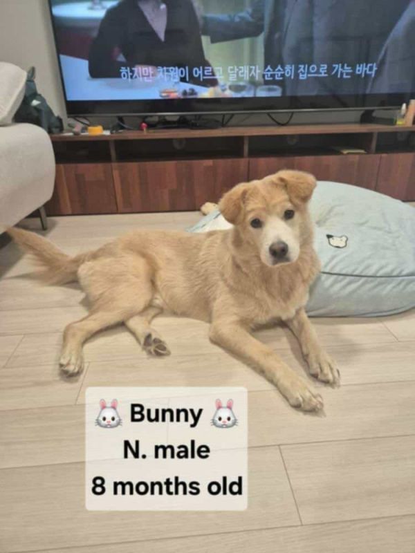 BUNNY