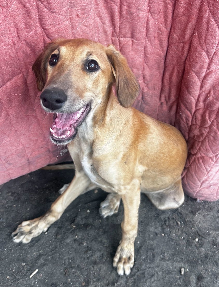 Ripple, an adoptable Greyhound in Laramie, WY, 82073 | Photo Image 3