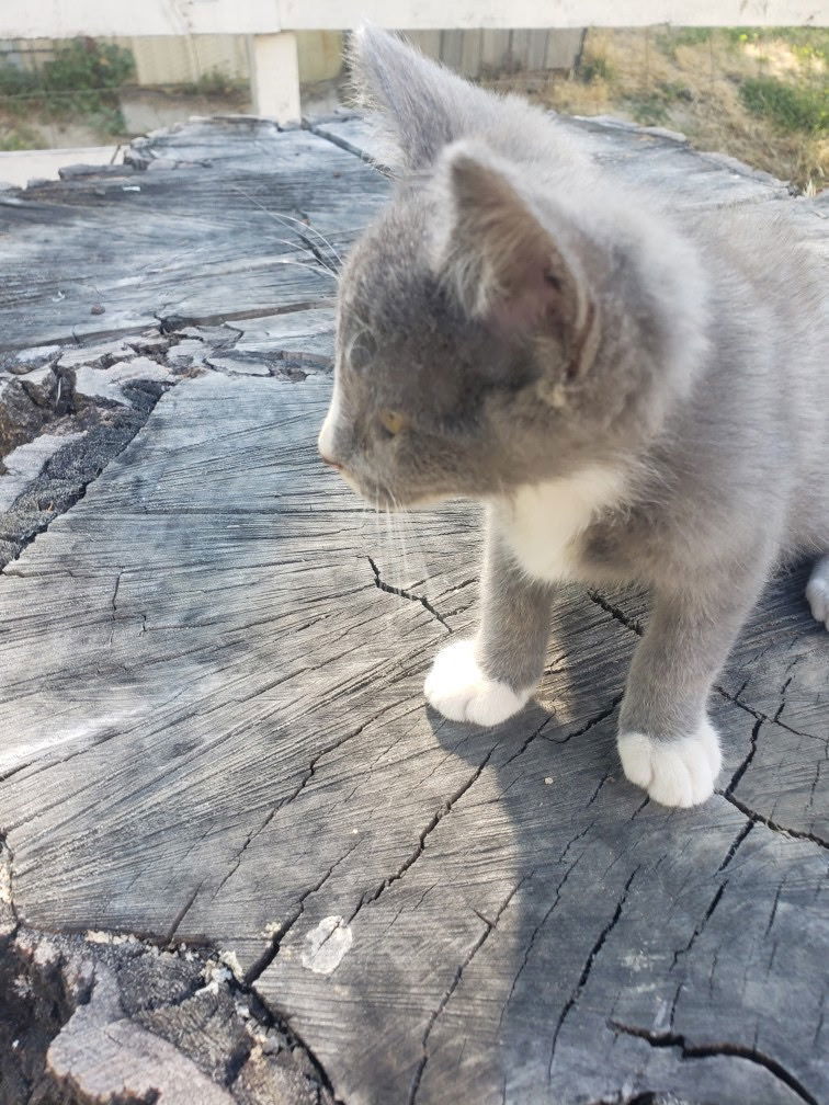 Kitten - Dallas - In Foster, an adoptable Domestic Medium Hair in Emmett, ID, 83617 | Photo Image 2