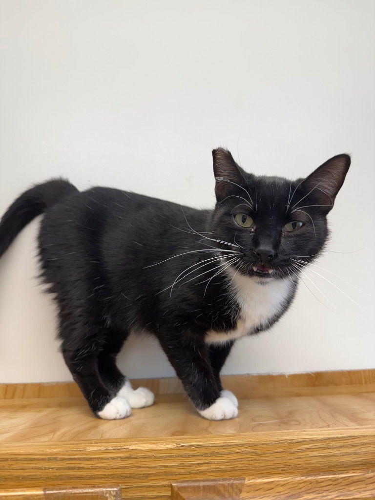 Dottie, an adoptable Domestic Short Hair in Emmett, ID, 83617 | Photo Image 1