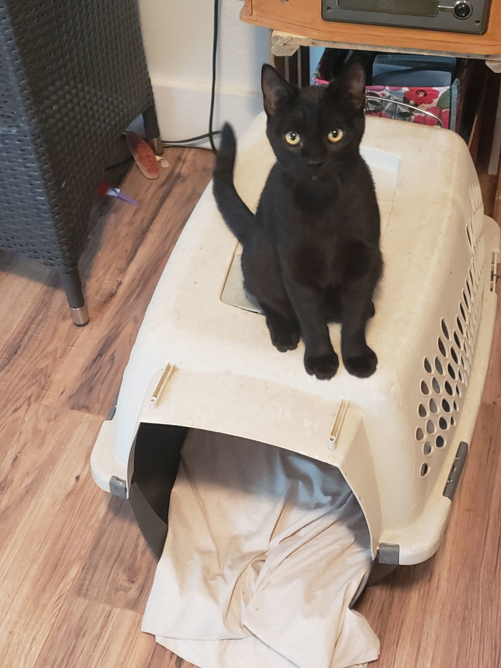 Kitten - Duke - In Foster, an adoptable Domestic Short Hair in Emmett, ID, 83617 | Photo Image 1