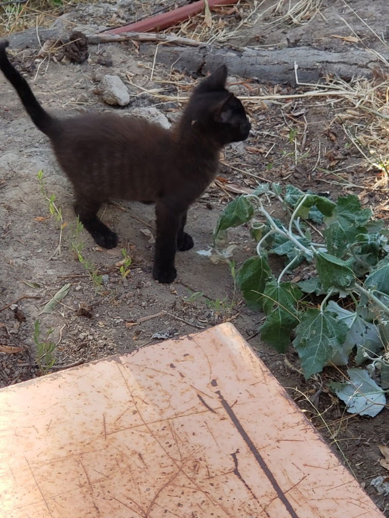 Kitten - Duke - In Foster, an adoptable Domestic Short Hair in Emmett, ID, 83617 | Photo Image 2