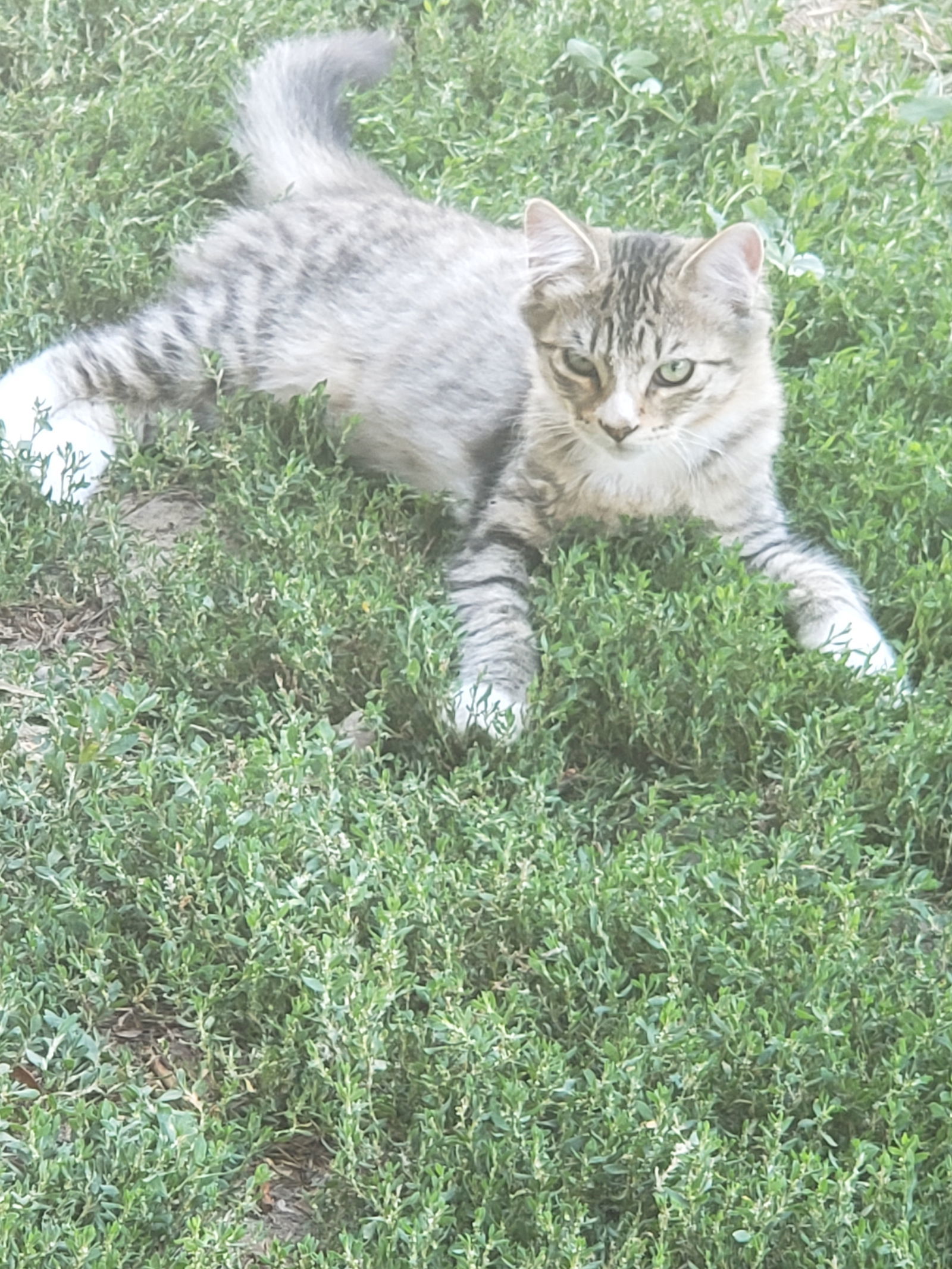 Kitten - Dash - In Foster, an adoptable Domestic Medium Hair in Emmett, ID, 83617 | Photo Image 1