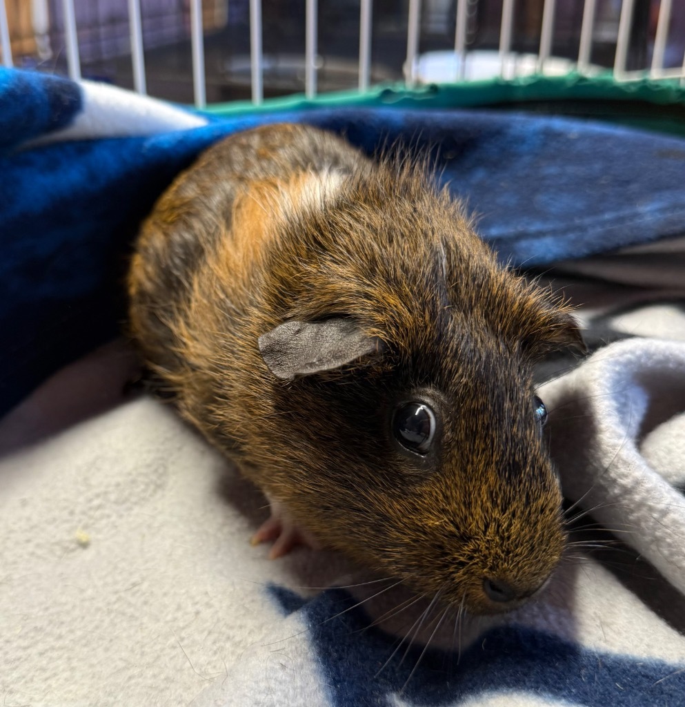 Nibbles