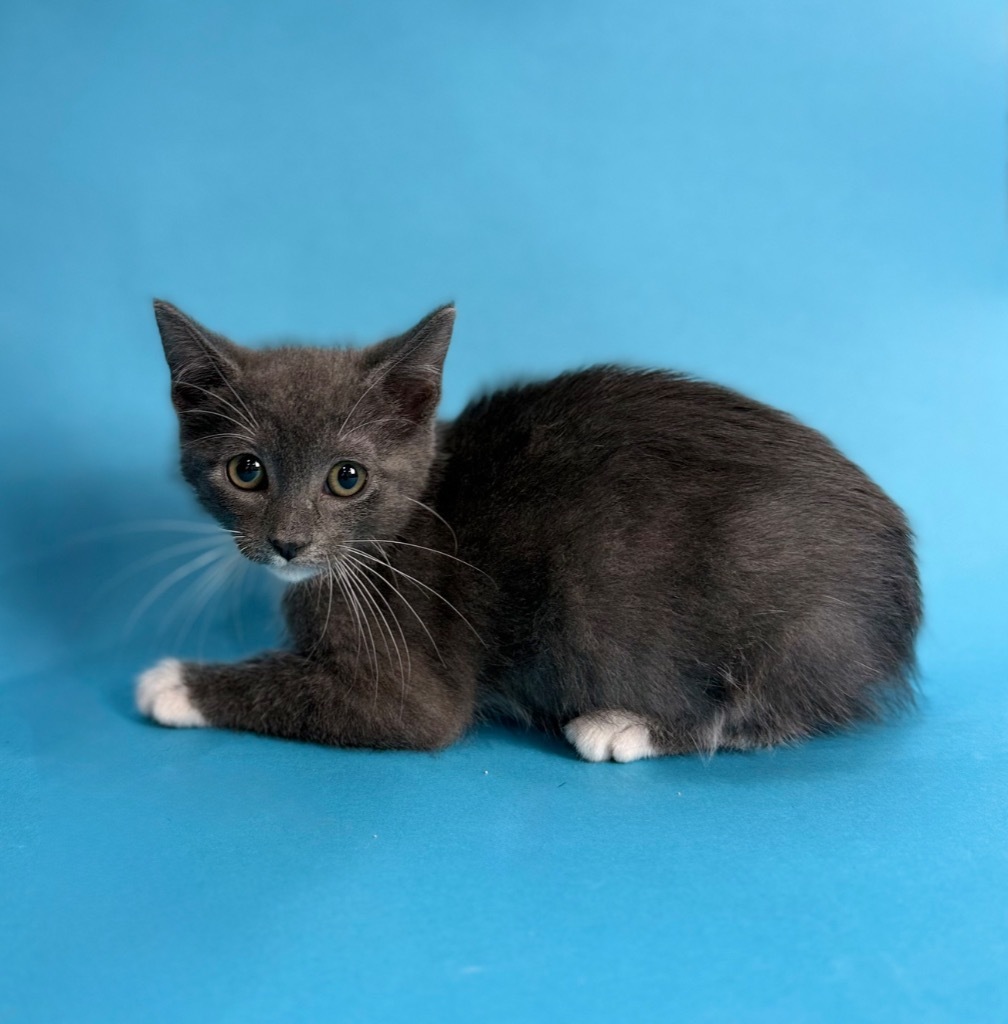 Finn