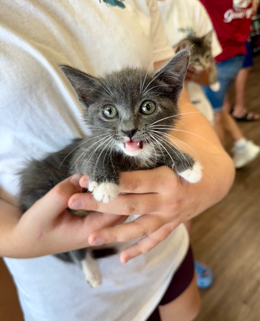 Finn