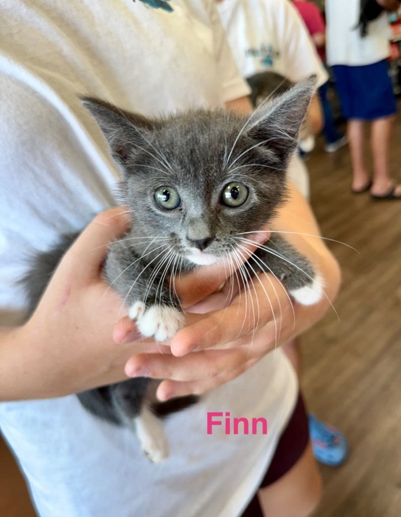 Finn