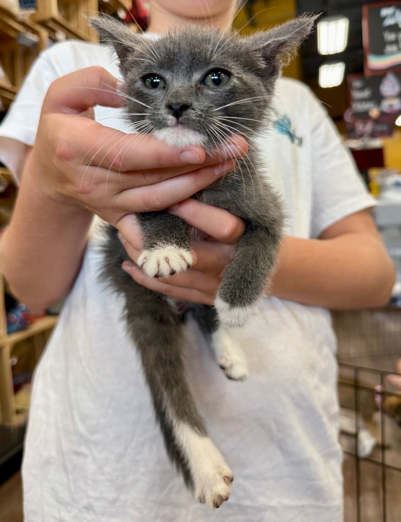 Finn