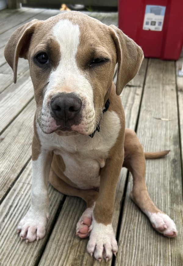 Brutus