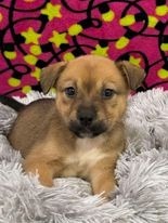 Bailey thumbnail 2
