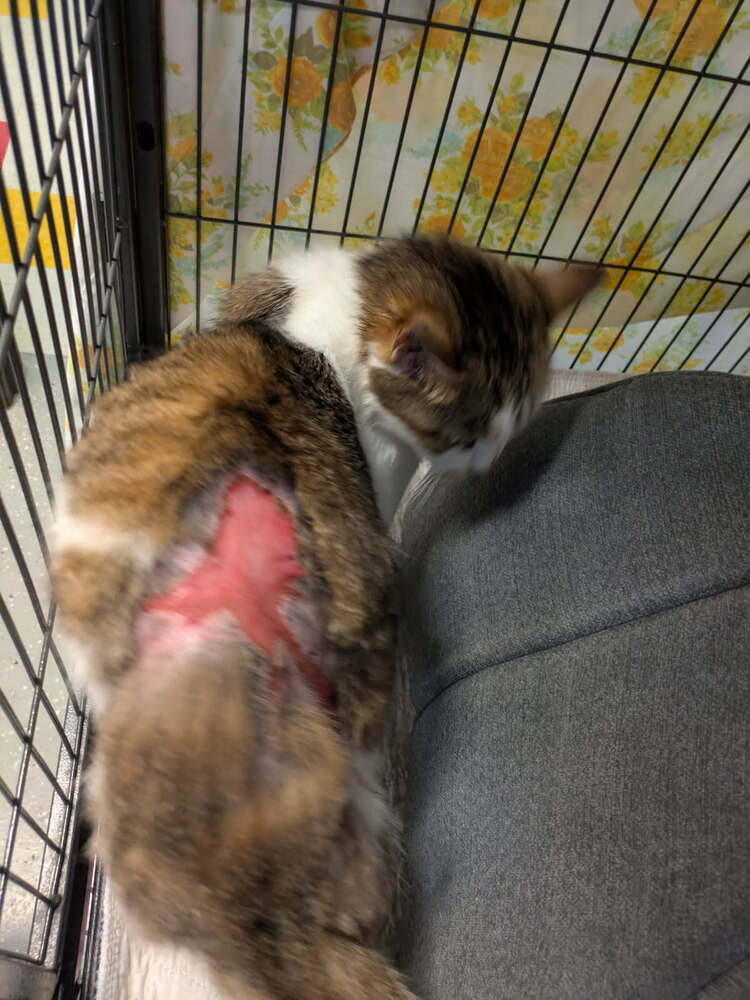 Patches